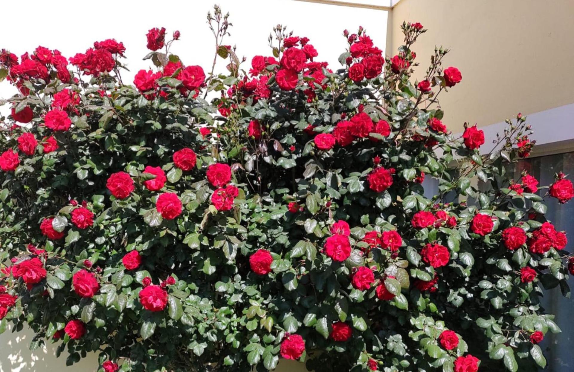Mil Rosas Hotell Las Grutas Exteriör bild